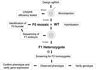 Establishment of a Dihydrofolate Reductase Gene Knock-In Zebrafish Strain to Aid Preliminary Analysis of Congenital Heart Disease Mechanisms